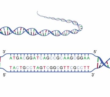 شبیه سازی جداسازی DNA با کامسول 1