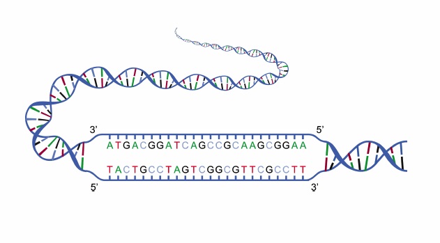 شبیه سازی جداسازی DNA با کامسول 1